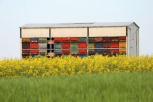 valódi méhpempőt forgalmazó boltok és méhészetek